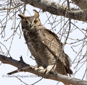 0J6A8530Great_Horned_Owl