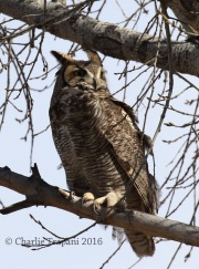 0J6A8535Great-Horned_Owl