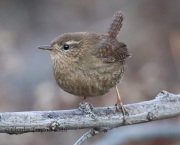 0J6A8539Pacific_Wren