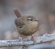 0J6A8555Pacific_Wren