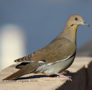 0J6A8649White-Winged_Dove