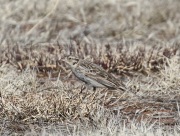 0J6A8679Chestnut-Collared_Longspur