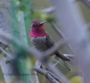 0J6A8691Anna's_Hummingbird