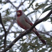 0J6A8751Pyrrhuloxia