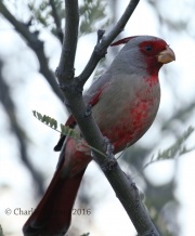 0J6A8768Pyrrhuloxia