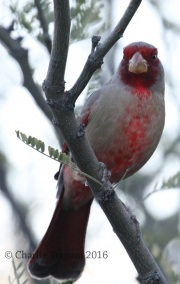 0J6A8769Pyrrhuloxia