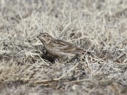 0J6A8783Chestnut-Collared_Longspur