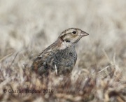 0J6A8923Chestnut-Collared_Longspur