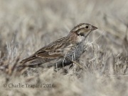 0J6A8933Chestnut-Collared_Longspur