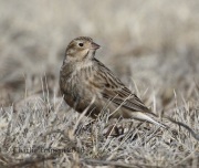 0J6A9020Chestnut-Collared_Longspur