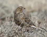 0J6A9022Chestnut-Collared_Longspur