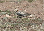 0J6A9147Chestnut-Collared_Longspur
