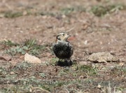 0J6A9155Chestnut-Collared_Longspur