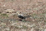 0J6A9168Chestnut-Collared_Longspur