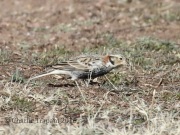 0J6A9176Chestnut-Collared_Longspur