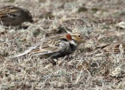 0J6A9248Chestnut-Collared_Longspur