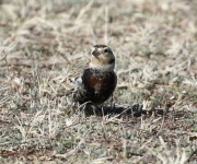 0J6A9260Chestnut-Collared_Longspur