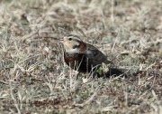 0J6A9265Chestnut-Collared_Longspur
