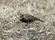 0J6A9289Chestnut-Collared_Longspur