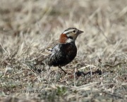 0J6A9318Chestnut-Collared_Longspur