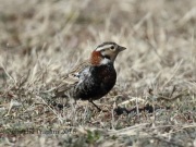 0J6A9319Chestnut-Collared_Longspur