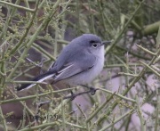 0J6A9372Black-tailed_Gnatcatcher