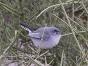 0J6A9375Black-tailed_Gnatcatcher