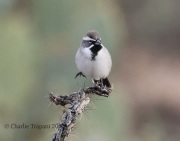 0J6A9435Black-Throated_Sparrow