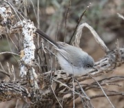 0J6A9440Black-tailed_Gnatcatcher