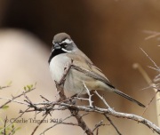 0J6A9446Black-Throated_Sparrow