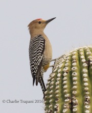 0J6A9471Gila_Woodpecker
