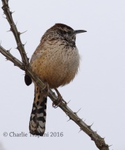 0J6A9515Cactus_Wren