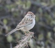 0J6A9522Rufous-Winged_Sparrow