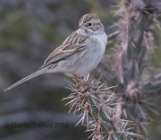 0J6A9532Brewer's_Sparrow