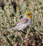0J6A9561Verdin