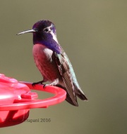 0J6A9574Costa's_Hummingbird