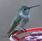 0J6A9589Costa's_Hummingbird