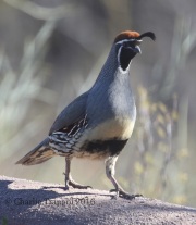 0J6A9603Gambel's_Quail