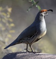 0J6A9609Gambel's_Quail