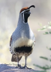 0J6A9646Gambel's_Quail
