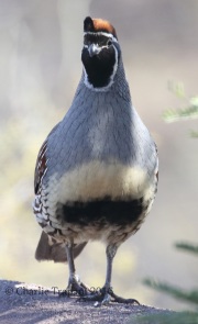0J6A9649Gambel's_Quail