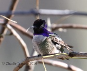 0J6A9675Costa's_Hummingbird