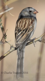 0J6A9746Black-Chinned_Sparrow