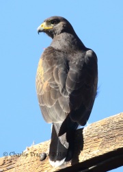 0J6A9820Harris's_Hawk