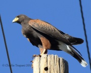 0J6A9848Harris's_Hawk