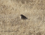0J6A9875Sprague's_Pipit