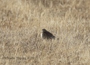 0J6A9880Sprague's_Pipit