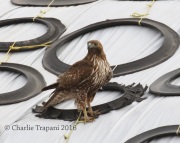0J6A9973Red-Tailed_Hawk