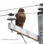 6S3A0303Western_Red-Tailed_Hawk