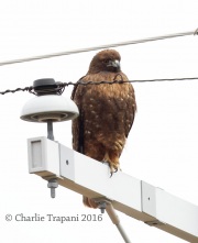 6S3A0305Red-Tailed_Hawk